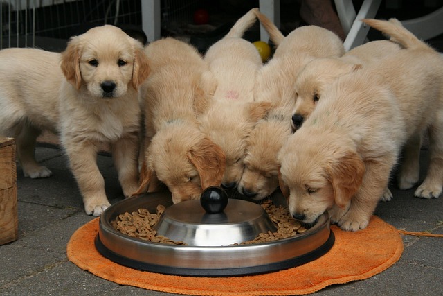 Ração Filhotes Cães Raças Pequenas 3 kg