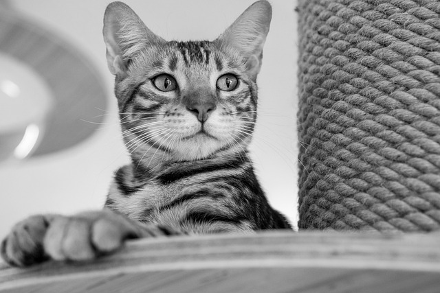Arranhador de Sisal para Gatos