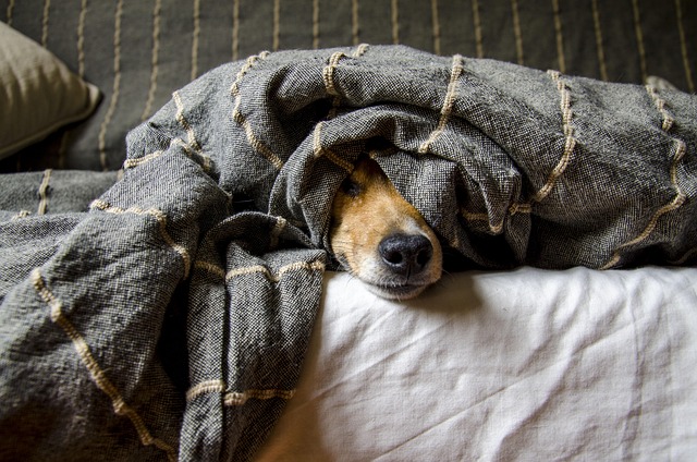Cama Pet Macia Tamanho M